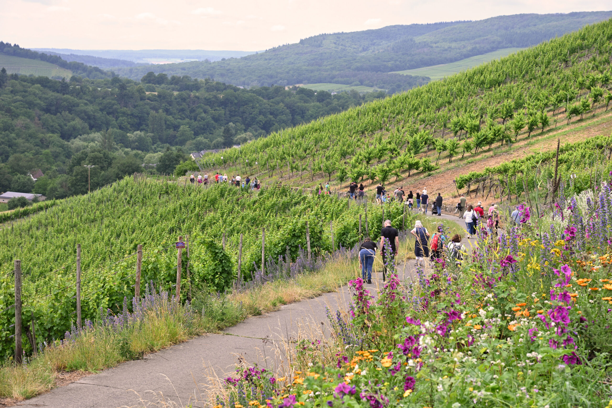 Rundweg WeingbergsVIELFALT