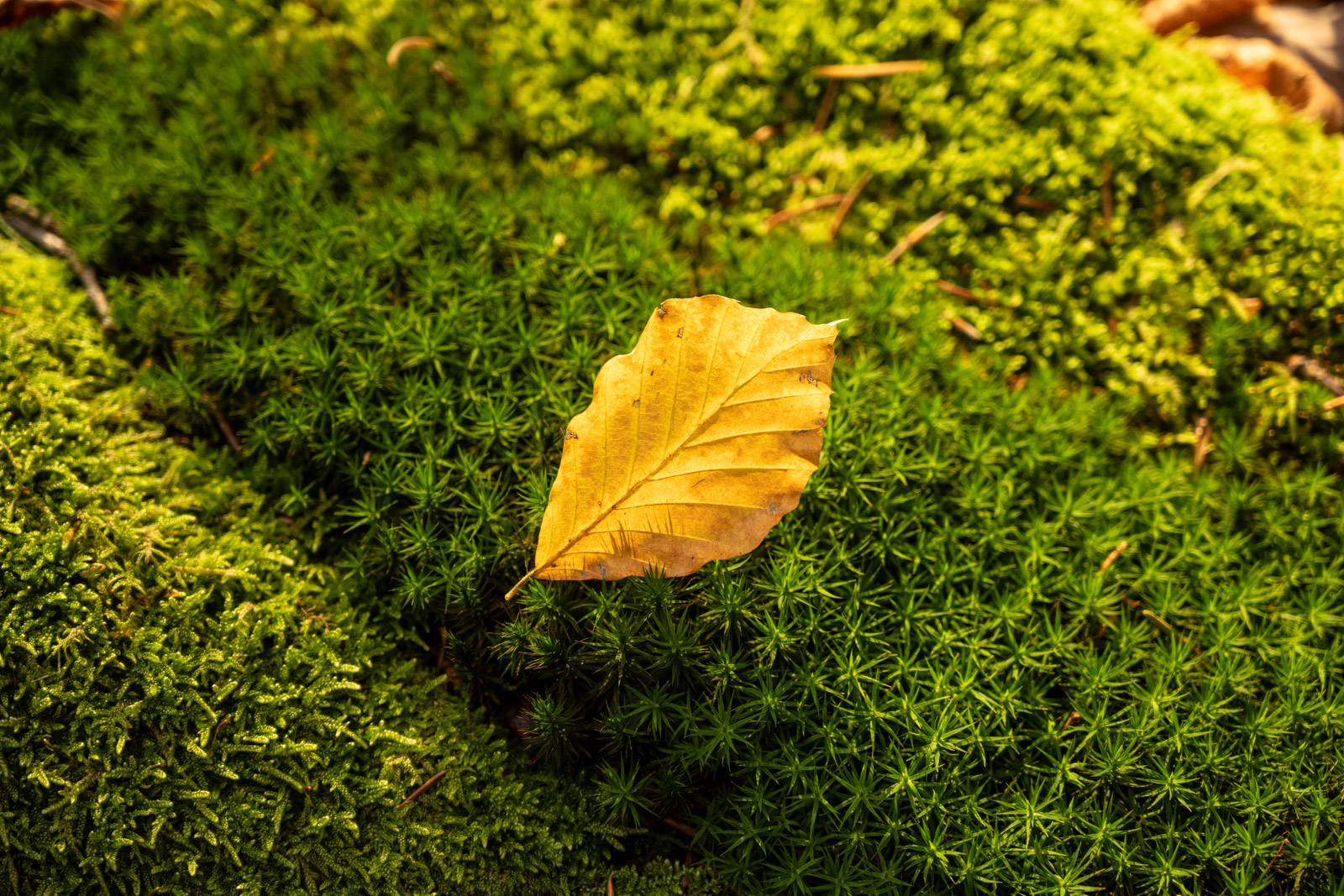 Walderlebnispfad